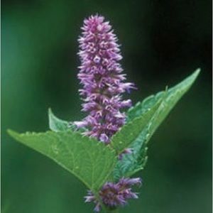 Anise Hyssop seeds